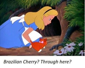 Brazilian - What Is The Most Durable Wood Flooring?